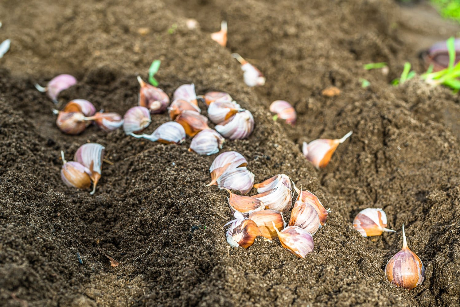 Kuinka istuttaa valkosipuli syksyllä: Näin saat suuret ja maukkaat sipulit