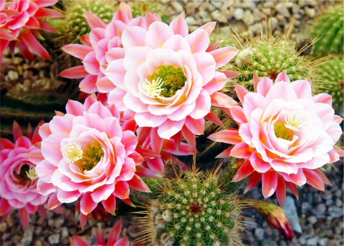 Oikea talvehtiminen, valo ja hoito: salaisuudet kaktusten runsaaseen kukintaan