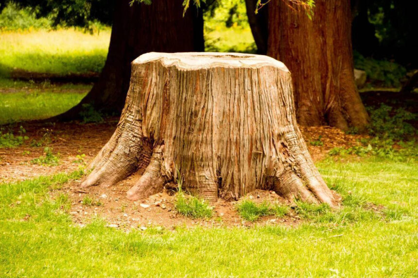 Kuinka tuhota kanto nopeasti ilman kaivamista – siitä ei jää jälkeäkään!