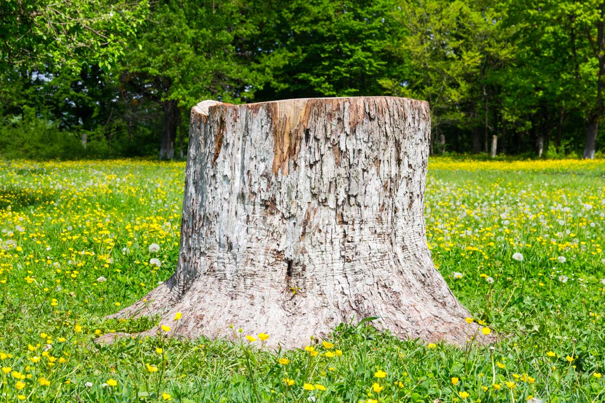 Kuinka tuhota kanto nopeasti ilman kaivamista – siitä ei jää jälkeäkään!