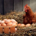 Syksyllä lisään kanoille kaksi tuotetta rehuun