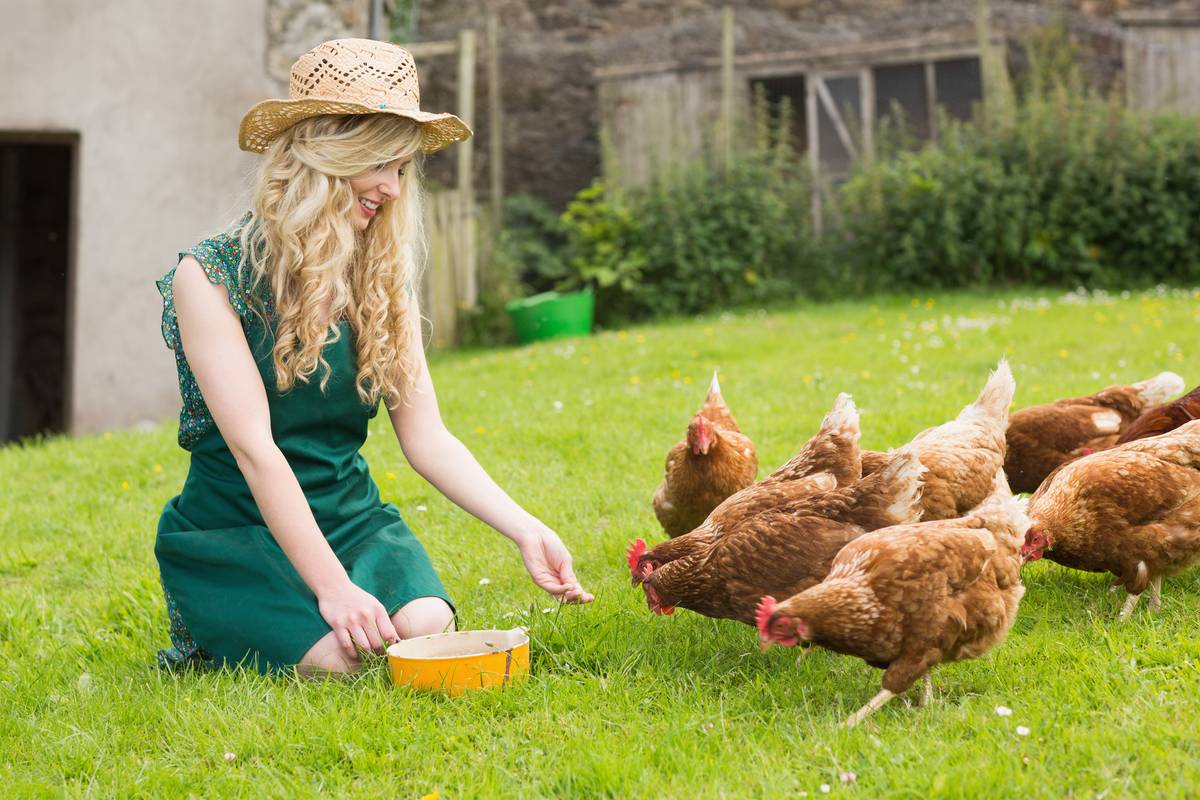 Haitallinen rehu kanoille: Mitä kanoja ei saa syöttää