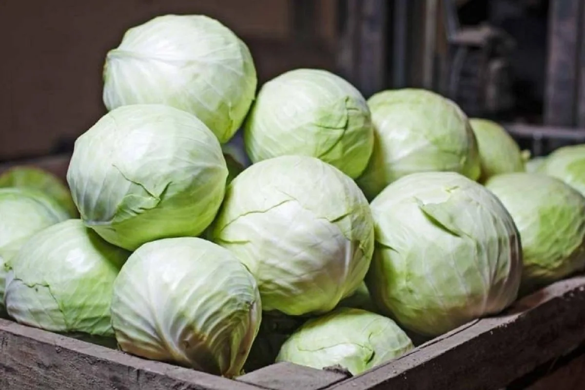 Kapusta säilyy seuraavaan kesään salaisessa paikassa