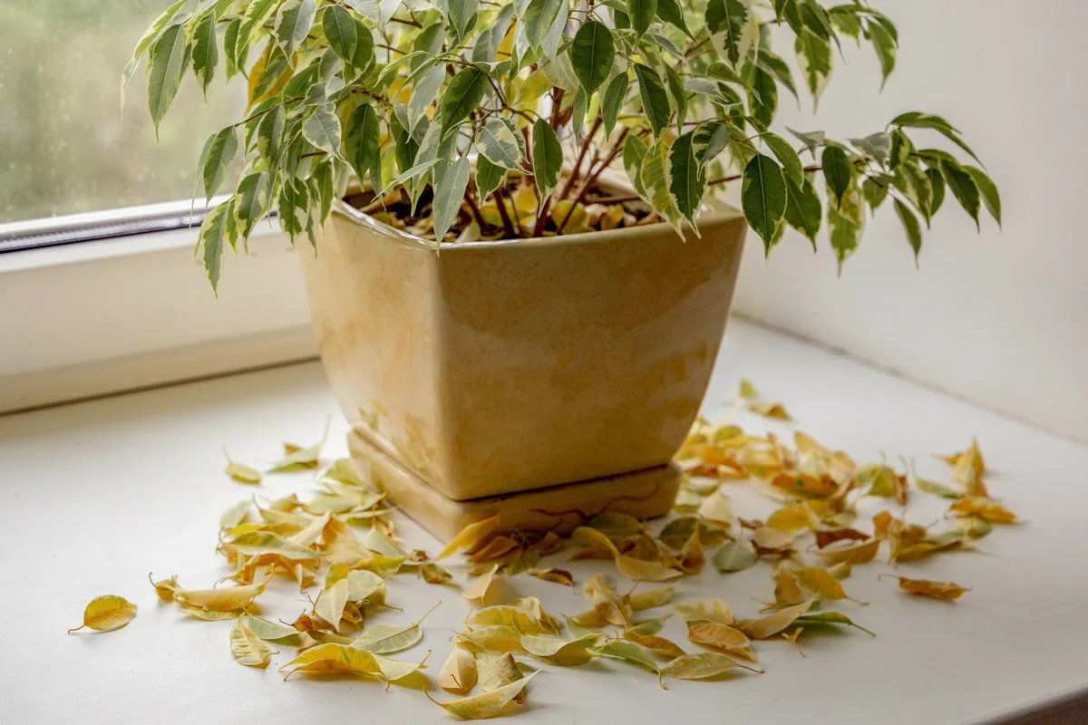 Kuinka kasvattaa fikusta lehdestä: Kukkienhoitajien vinkit