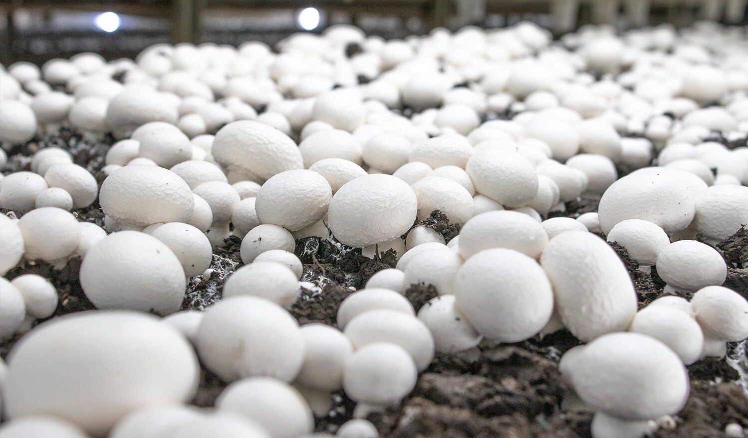 Kuinka kasvattaa herkkusieniä kotona: Näin saat tuoreita sieniä joka päivä