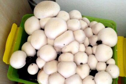 Kuinka kasvattaa herkkusieniä kotona: Näin saat tuoreita sieniä joka päivä