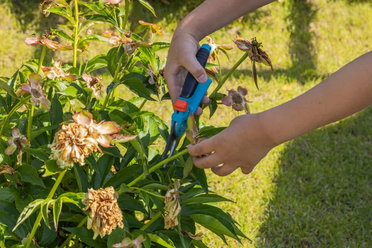 Näitä 4 kasvia kannattaa karsia lokakuussa: keväällä ne kasvavat rehevämmin