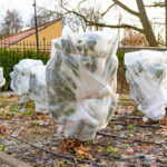 Kuinka suojata kasvit talveksi: Milloin ja miten – täydellinen opas