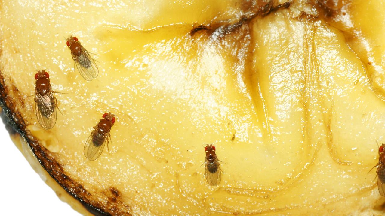 Kuinka päästä eroon keittiön moškoista: Tehokkaat ja yksinkertaiset keinot