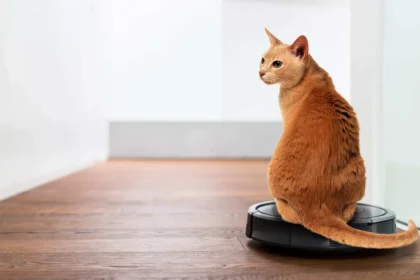 6 tärkeää siivoussääntöä kissanomistajille