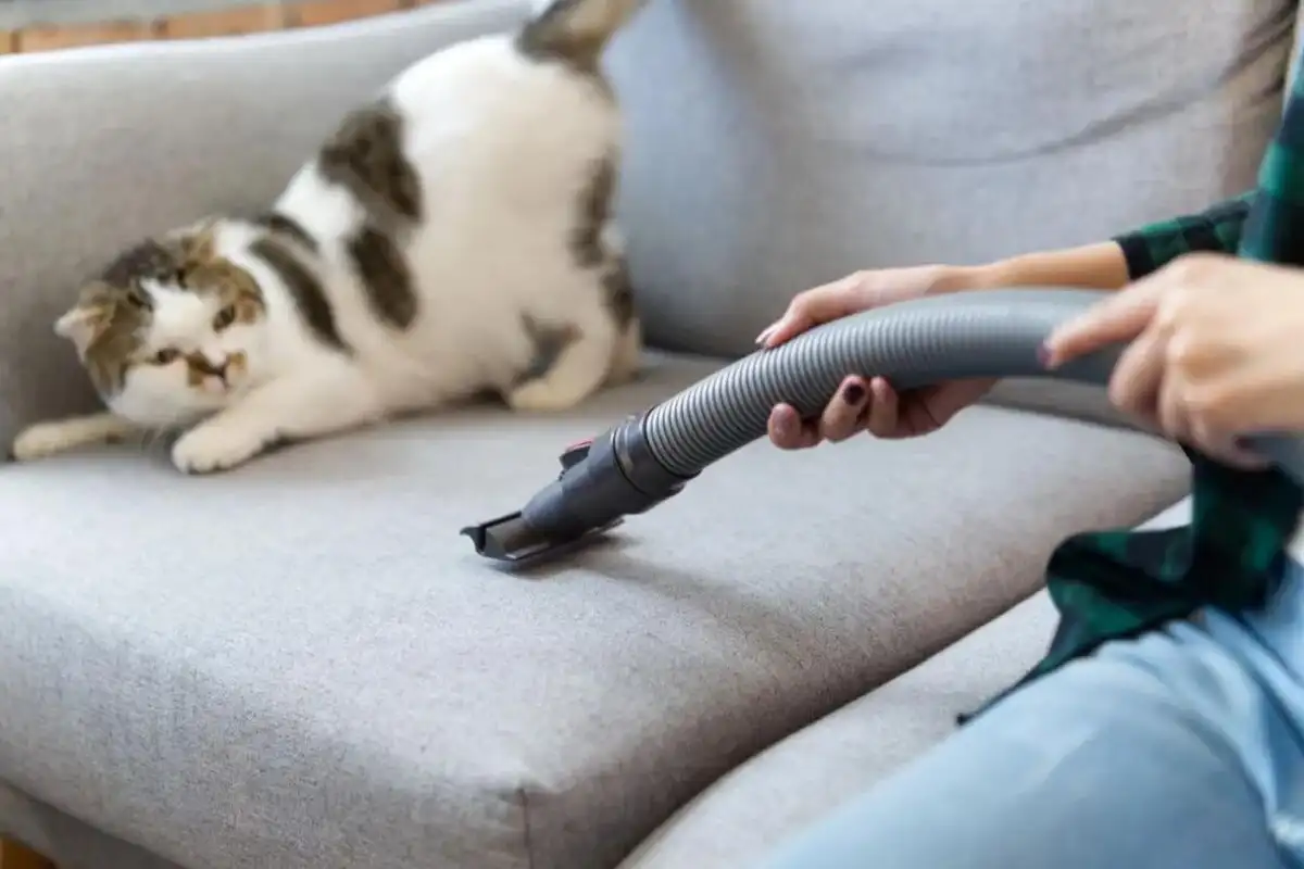 6 tärkeää siivoussääntöä kissanomistajille