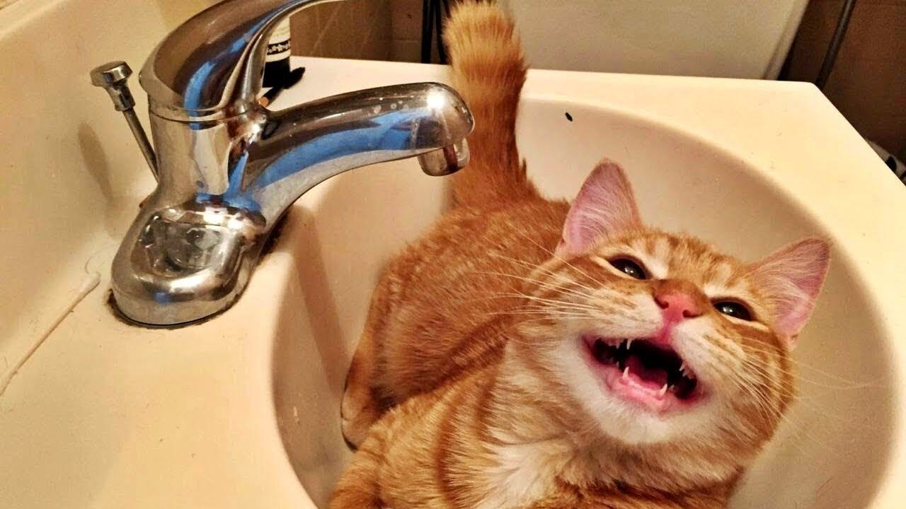 Kissat ja vedenpelko. Selitykset ja vinkit