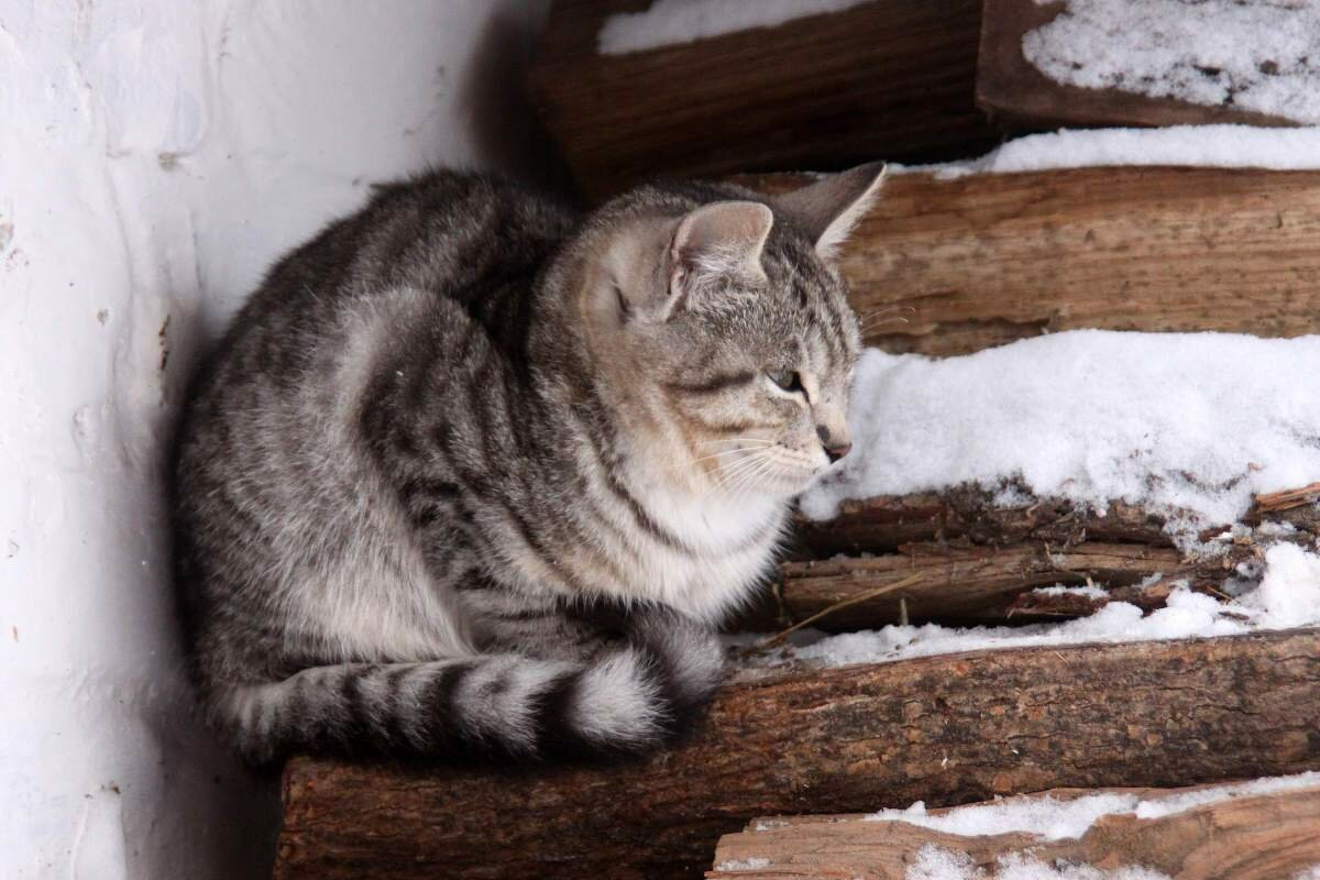 Millä lämpötiloilla kissat palelevat: Kuinka suojata lemmikkisi kylmältä