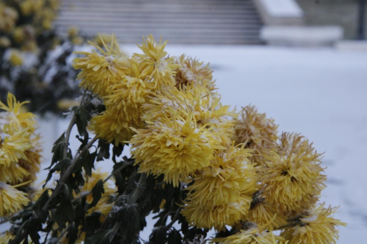 Pitääkö krysanteemit kaivaa talveksi