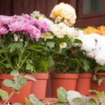 Pitääkö krysanteemit kaivaa talveksi