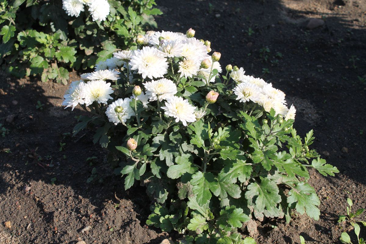 Pitääkö krysanteemit kaivaa talveksi