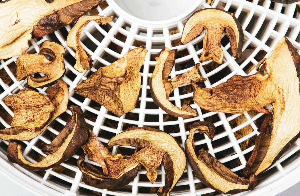 Kuinka kuivata sieniä: Ohjeet uuniin, kuivuriin, mikroon ja aurinkoon