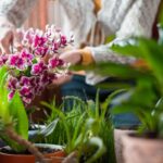 Ihmeellinen tapa lannoittaa orkidea: Vain kaksi kertaa vuodessa – rehevä kukinta kuukausiksi!