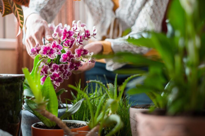 Ihmeellinen tapa lannoittaa orkidea: Vain kaksi kertaa vuodessa – rehevä kukinta kuukausiksi!