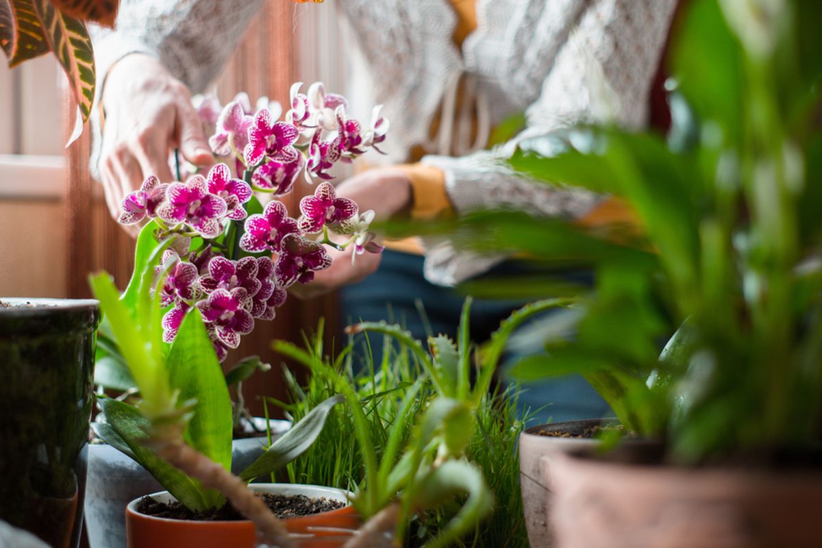Ihmeellinen tapa lannoittaa orkidea: Vain kaksi kertaa vuodessa – rehevä kukinta kuukausiksi!
