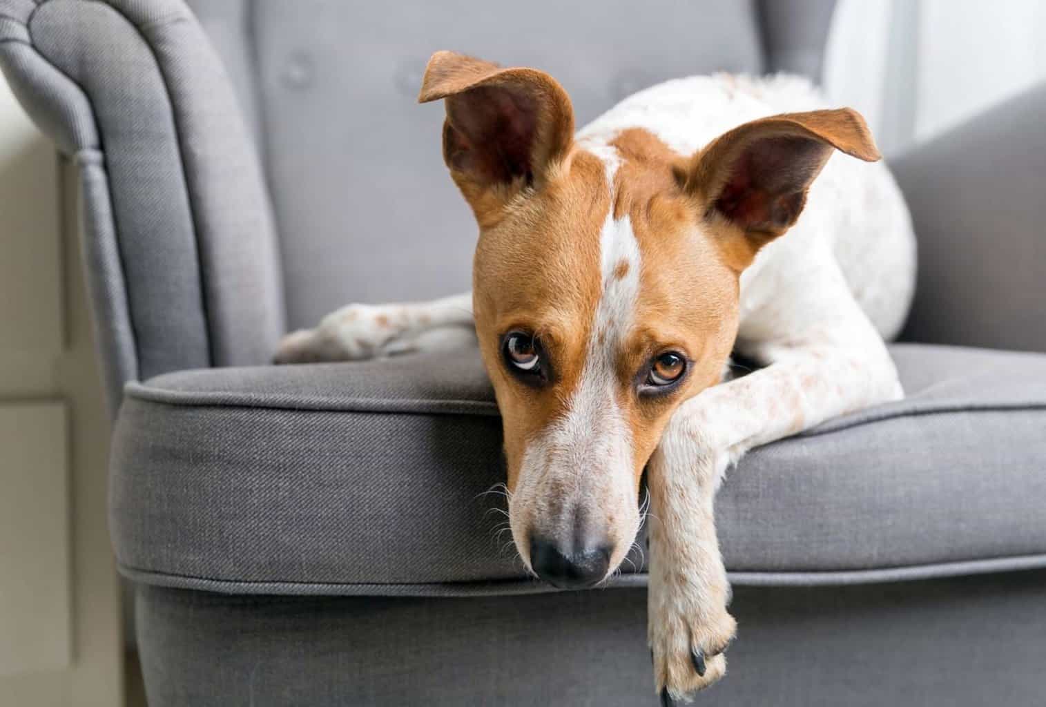 Lemmikin hajun poistaminen: Yksinkertaiset vinkit