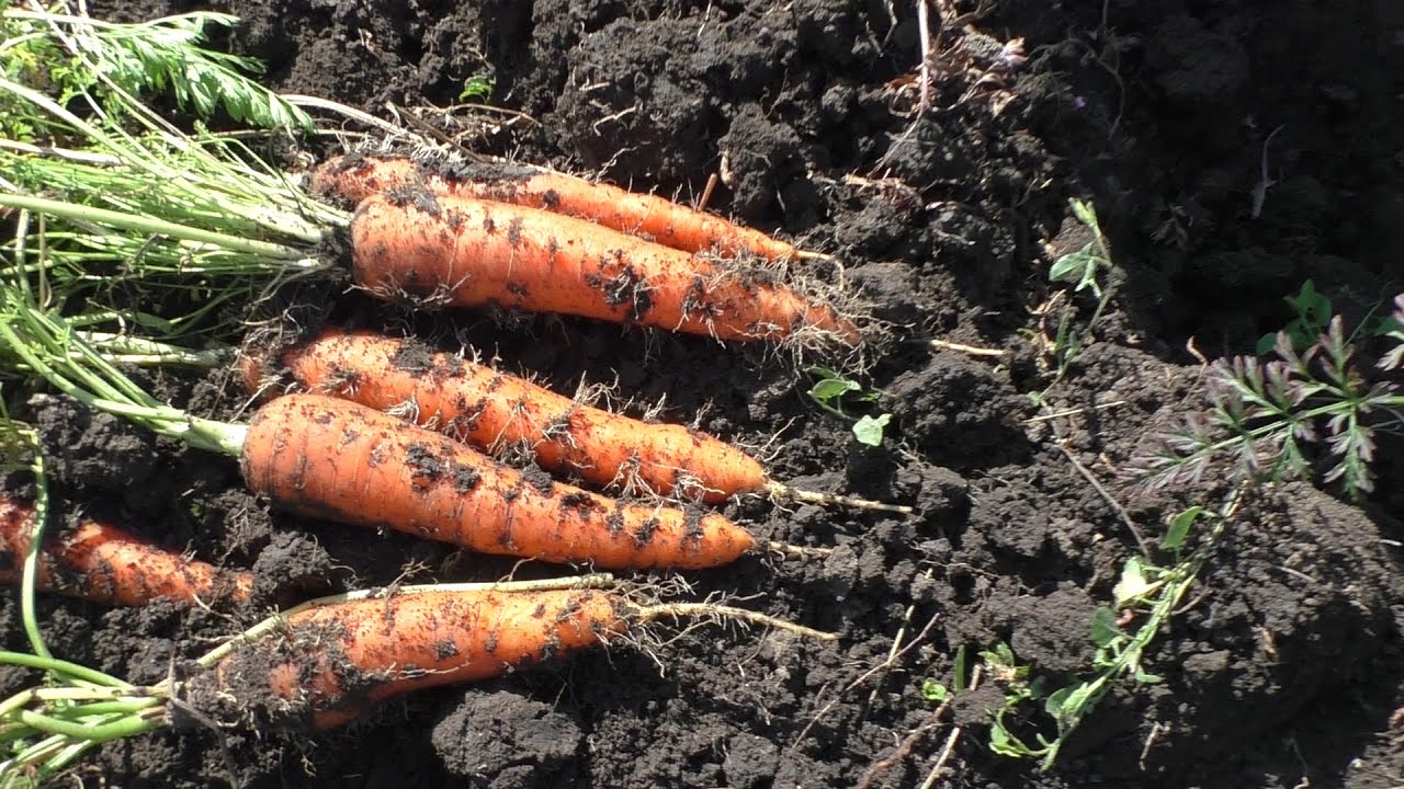 Milloin korjata porkkanat, jotta ne pysyvät mehukkaina ja makeina?