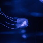 Kiinassa luotiin näkymätön meduuserobotti vedenalaiseen tiedusteluun