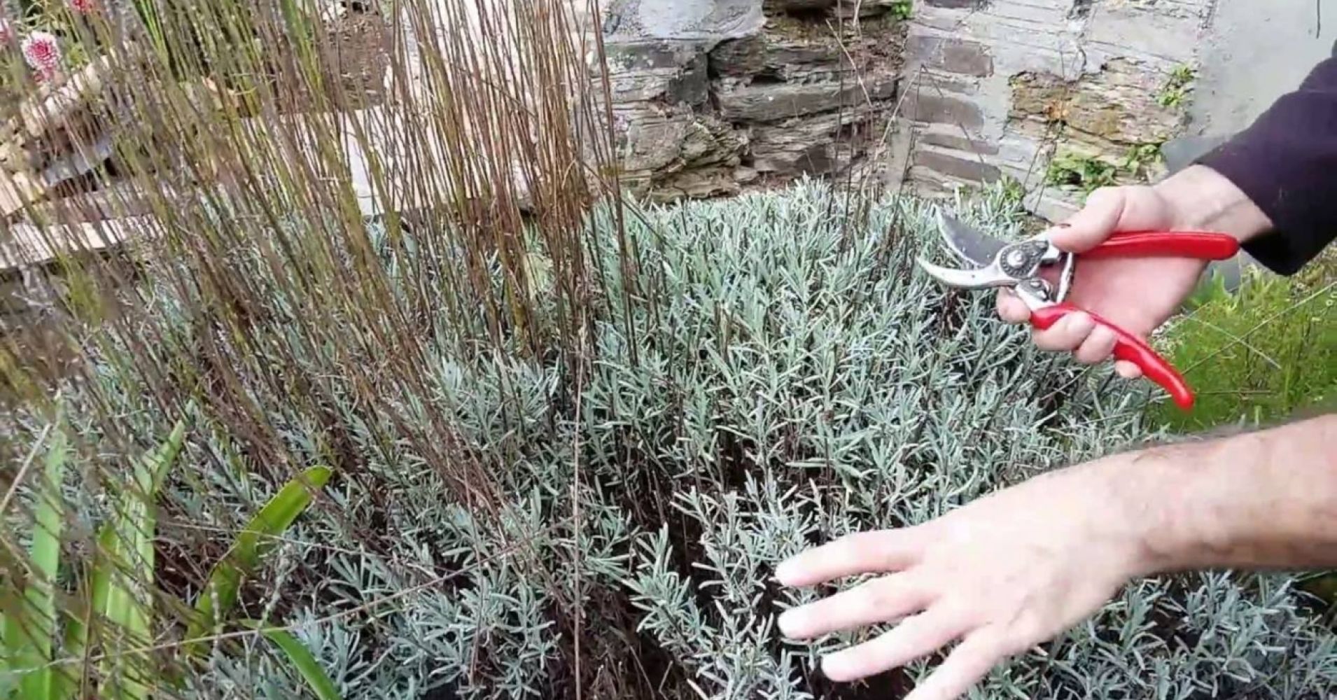 Milloin ja miten laventeli leikataan rehevän kukinnan takaamiseksi