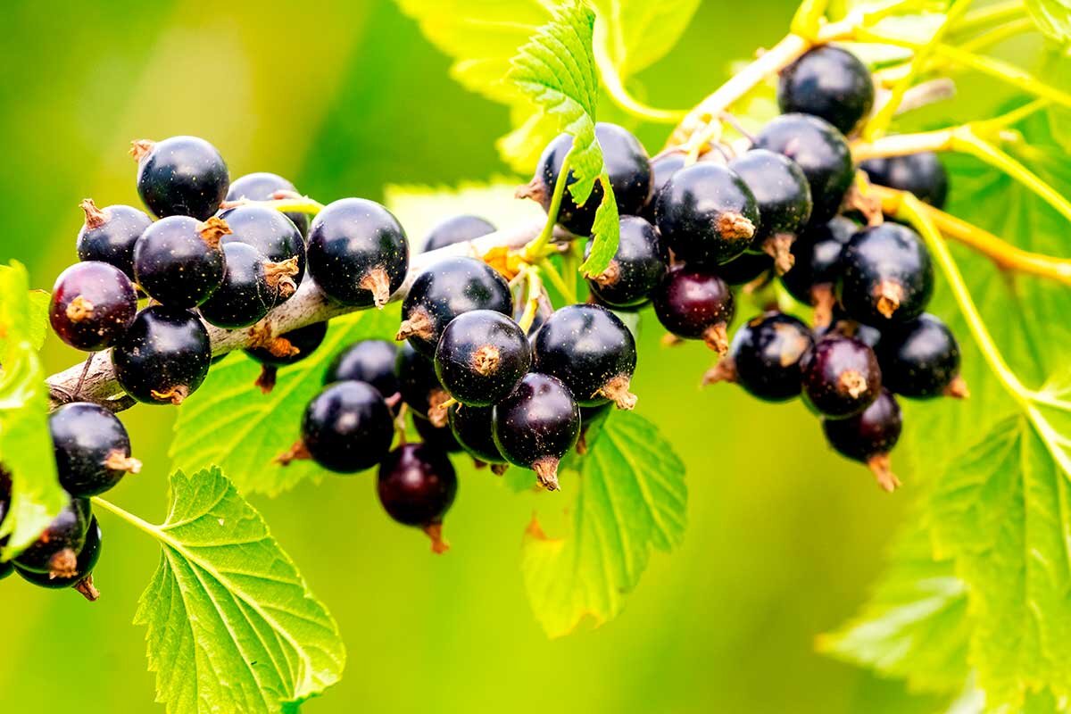 Näin saat mustaherukasta ämpäreittäin satoa: Lokakuun lopun lannoitusvinkki