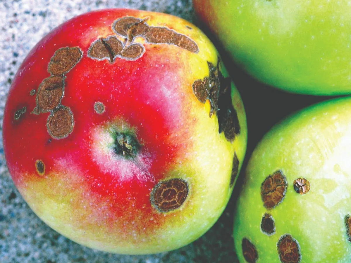 Kaksi tärkeää vaihetta: Näin torjut omenanrupea syksyllä