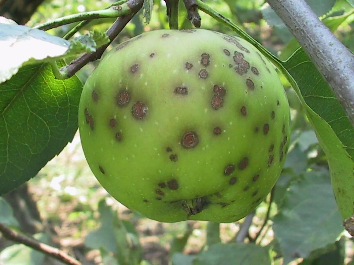 Kaksi tärkeää vaihetta: Näin torjut omenanrupea syksyllä