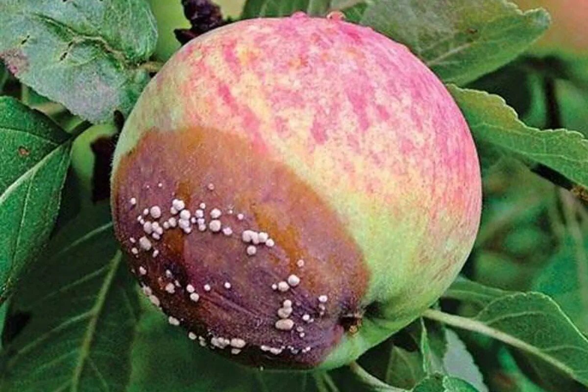 Miksi omenat mätänevät puussa: Näin pelastat puutarhasi ja sadon katastrofilta