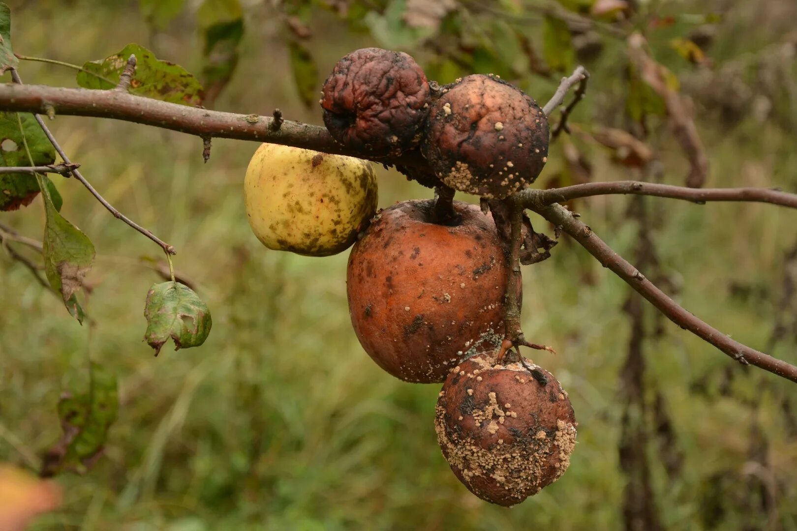 Miksi omenat mätänevät puussa: Näin pelastat puutarhasi ja sadon katastrofilta