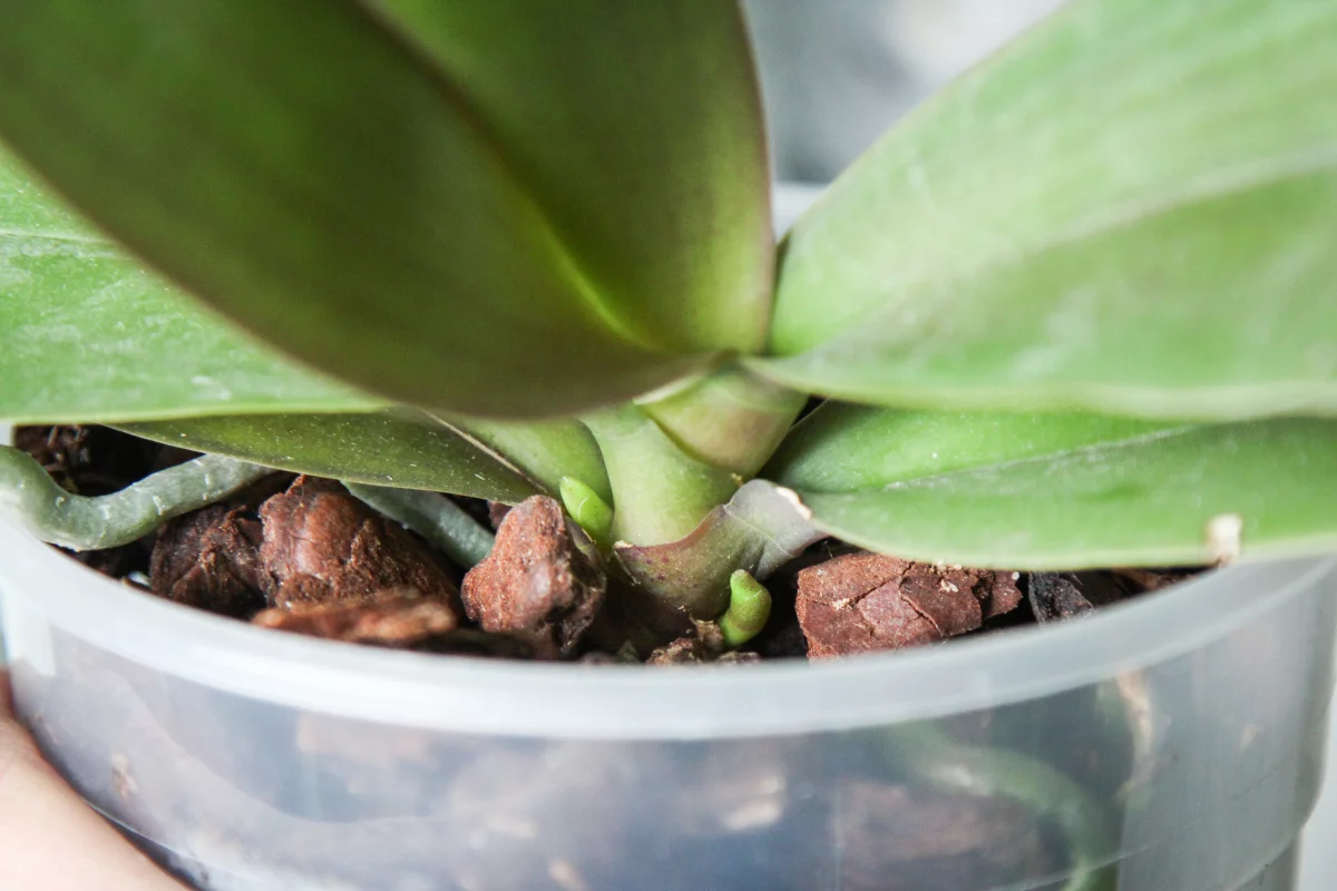 Orkidea kieltäytyy kukkivasta? Näin herätät oikukkaan kaunottaren ja saat runsasta kukintaa