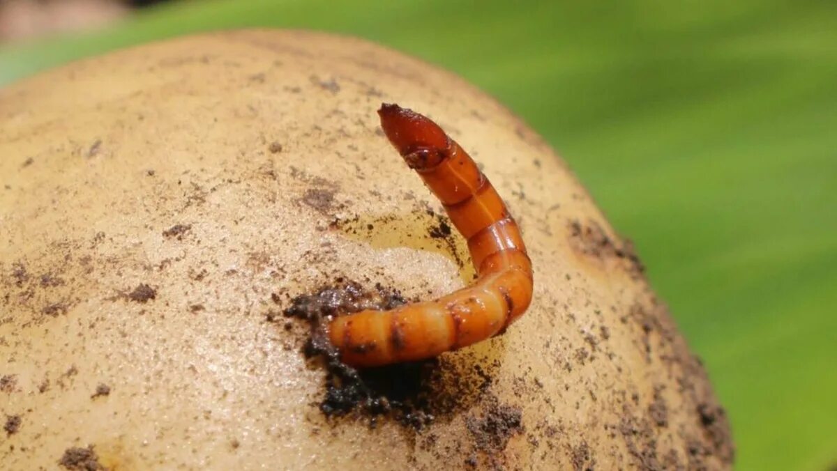 Luonnollinen tapa päästä eroon langankudonnasta puutarhassa