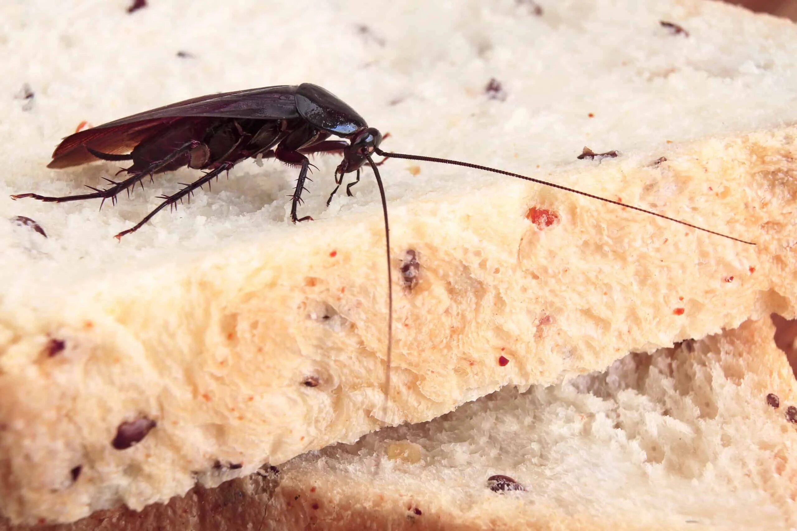 Kuinka päästä eroon torakoista asunnossa: Luonnollinen ja tehokas keino