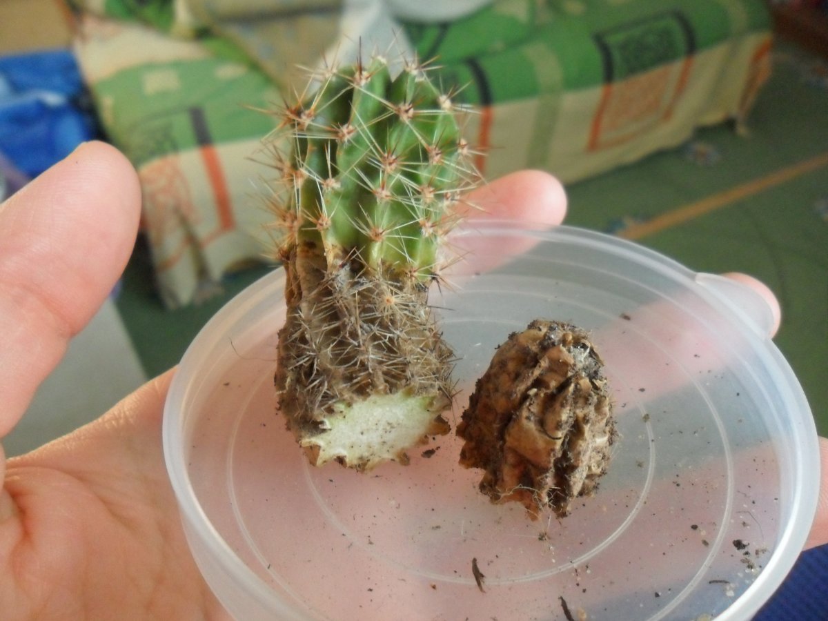 Kuinka pelastaa mätänevä kaktus: Toimi näin, jos pohja on pilalla