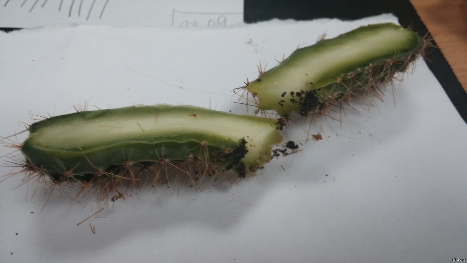 Kuinka pelastaa mätänevä kaktus: Toimi näin, jos pohja on pilalla