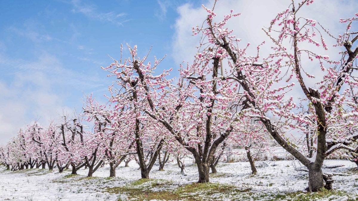 Kuinka suojata persikkapuita pakkasilta: Ajan testatut vinkit lämmittämiseen