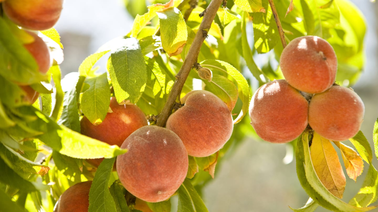 Kuinka suojata persikkapuita pakkasilta: Ajan testatut vinkit lämmittämiseen