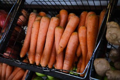 Kuinka säilyttää porkkanoita hiekassa kevääseen asti: Ei mätänemistä tai tuholaisia