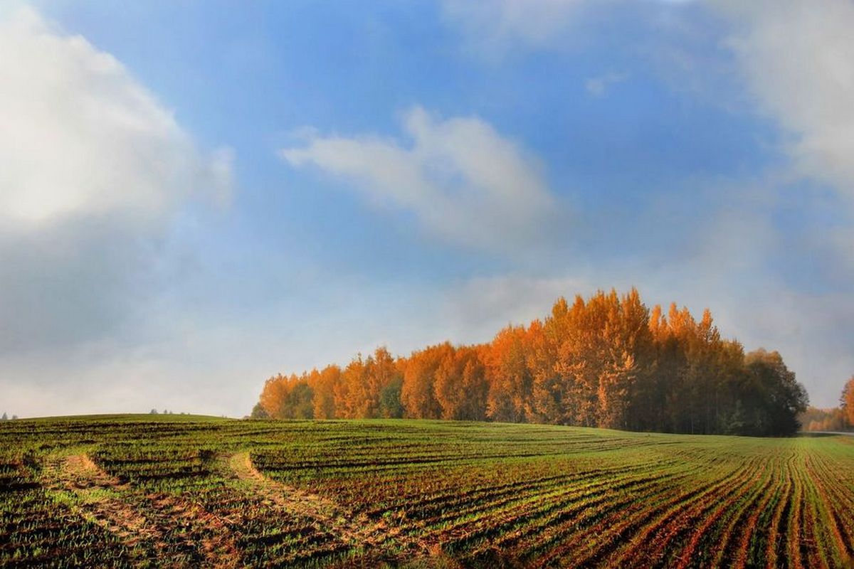 Kuinka valmistella puutarhan maa talveksi: Syysvinkit terveelle maaperälle