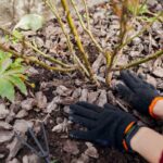 Syksyn ruusujen hoito: Näin lannoitat pensaat talveksi – kukkaloisto ensi kesänä!