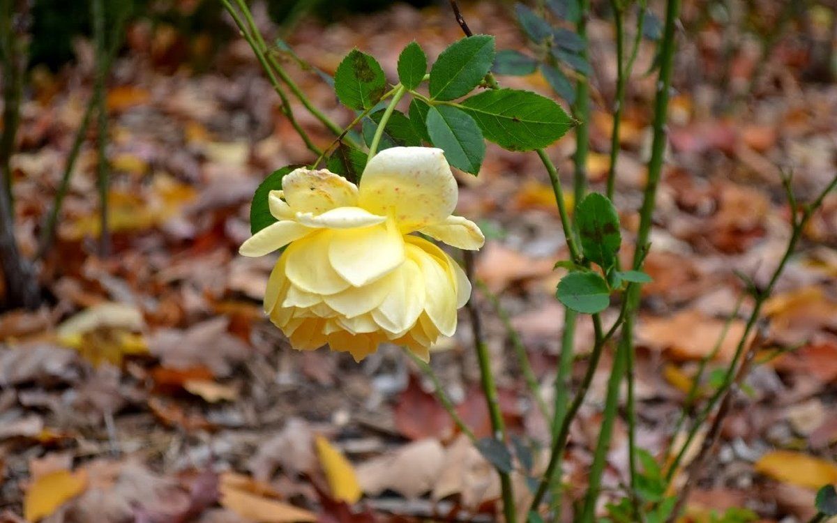 Ruusujen talvivalmistelu: Kannattaako käyttää ureaa ennen pakkasia?