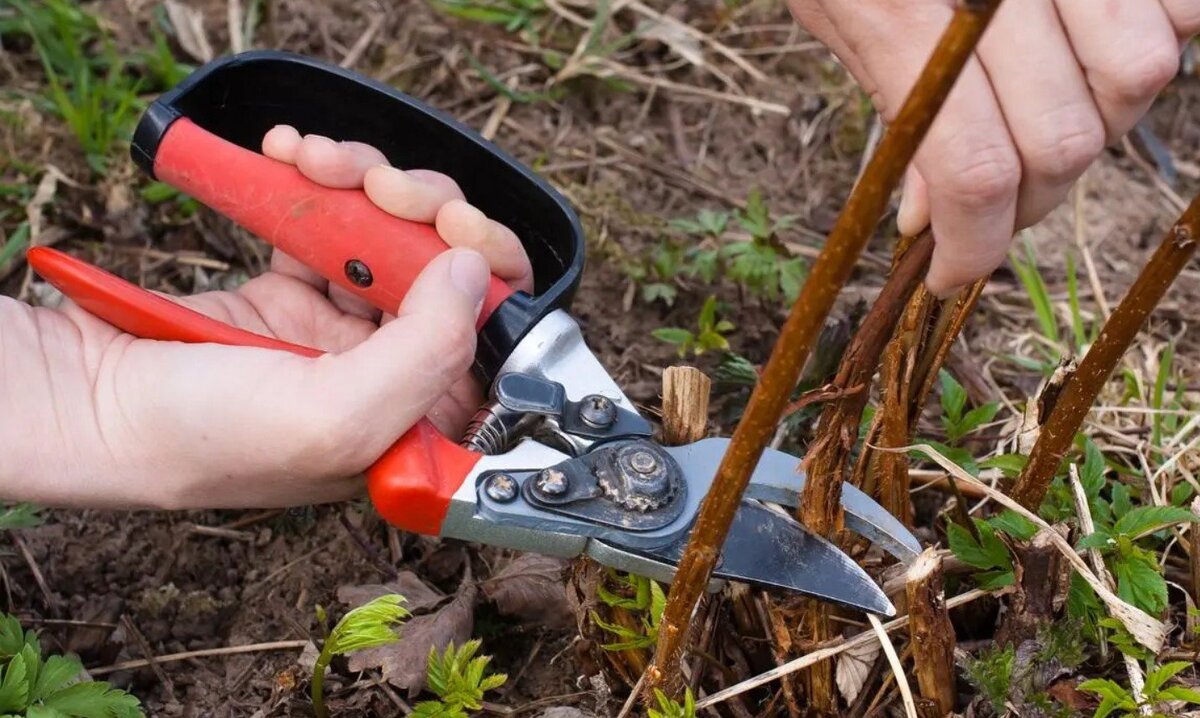 Neljä kasvia, jotka kannattaa leikata lokakuussa: Näin saat rehevämmän kasvun keväällä