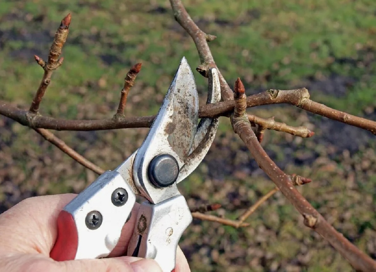 Neljä kasvia, jotka kannattaa leikata lokakuussa: Näin saat rehevämmän kasvun keväällä