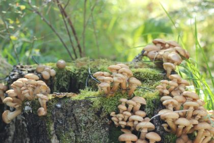 Syksyn sienestys opinkit: Milloin ja missä poimia, jotta korisi täyttyy