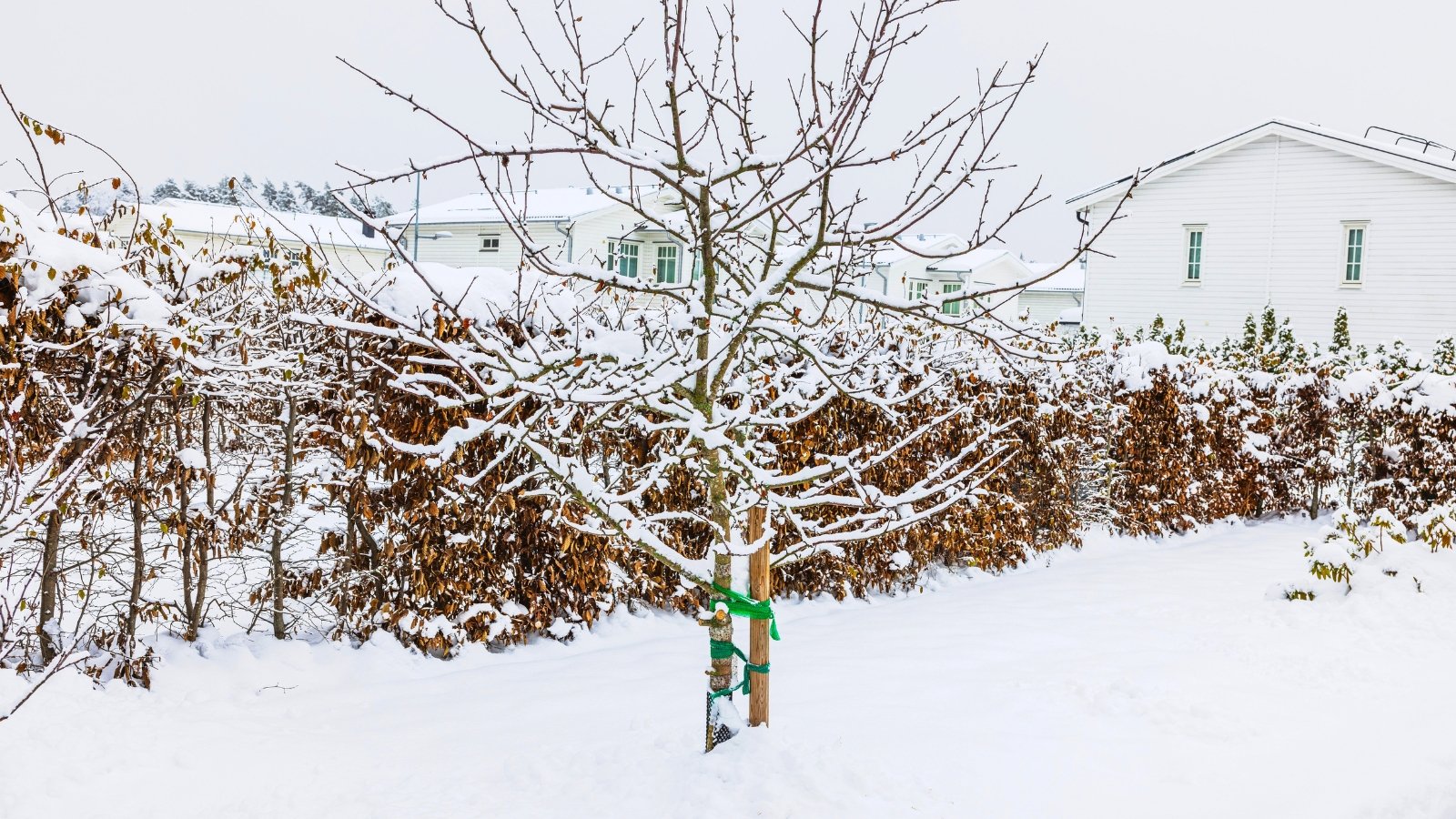 Kuinka valmistella hedelmäpuita pakkasiin: Tärkeitä neuvoja puutarhan suojaamiseen