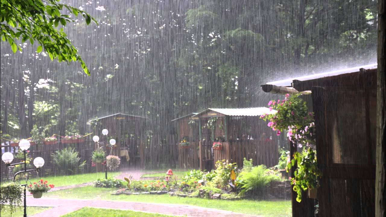 5 vinkkiä suojata kasvejasi voimakkaalta sateelta