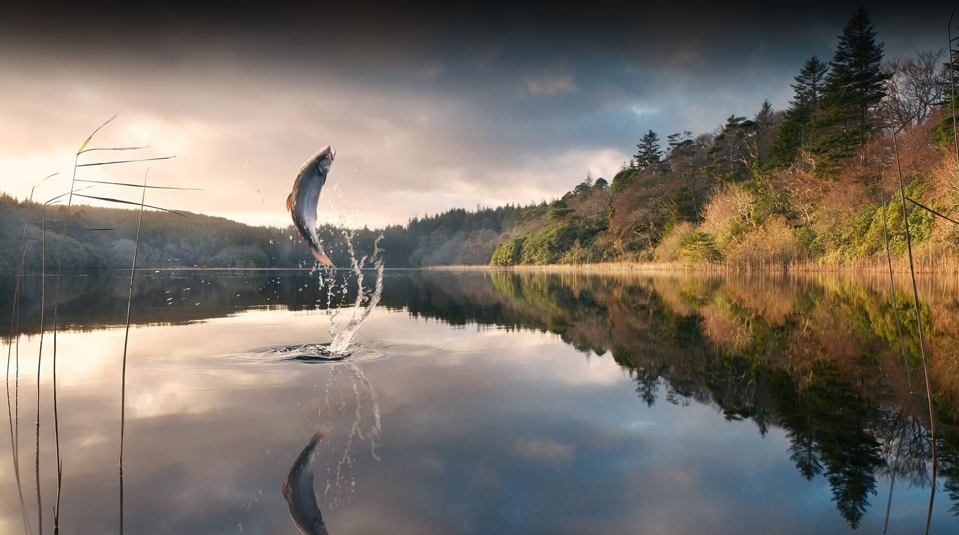 Syksyn kalastus karppia ja ahventa: Milloin ne purkavat parhaiten